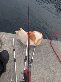 釣りの最中にゼロ距離で入ってきた「後から来たヤンキー」の正体は……地域猫ちゃん（画像提供：キーさん）