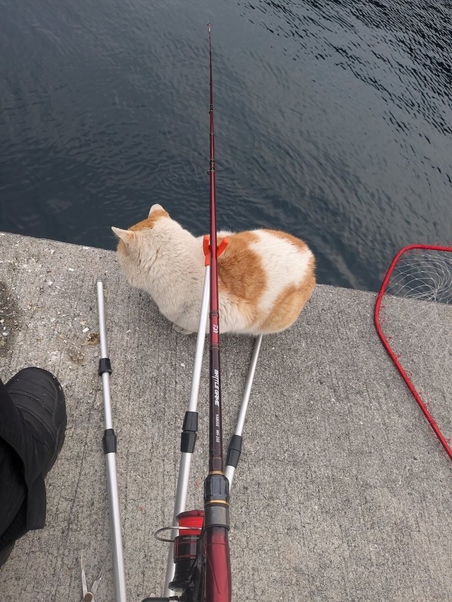 釣りの最中にゼロ距離で入ってきた「後から来たヤンキー」の正体は……地域猫ちゃん（画像提供：キーさん）