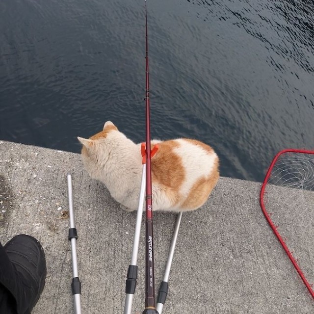 釣りの最中にゼロ距離で入ってきた「後から来たヤンキー」の正体は……地域猫ちゃん（画像提供：キーさん）