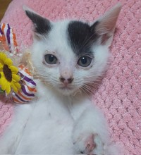 確かに点々と。。。愛嬌のあるお顔です=猫オババさん（@esamakibabaa）提供