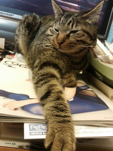 他猫の空似 どこか昔の子に似てることってありませんか 犬 猫との幸せな暮らしのためのペット情報サイト Sippo