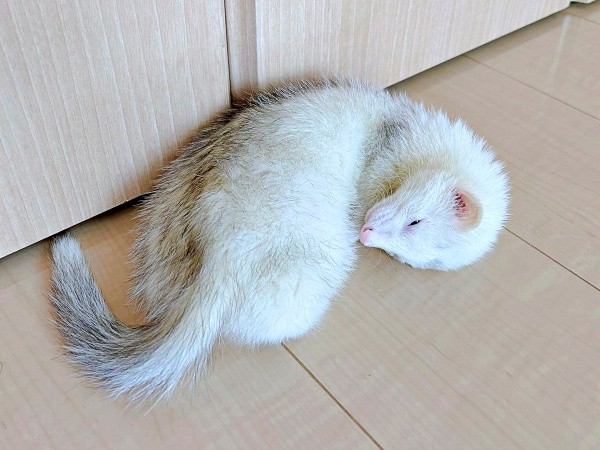 ベビー期は、黒い毛が入り交じっていたウユちゃん（画像提供：ウユちゃんさん）