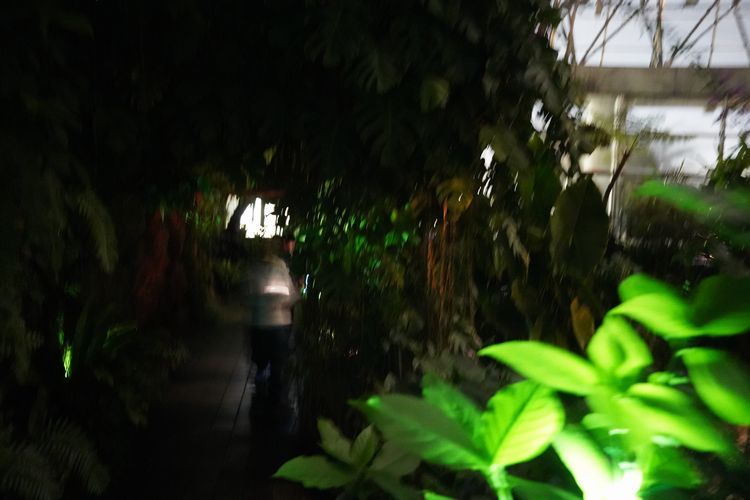 夢の島熱帯植物館の大温室を使った「匂う森」。参加者は暗闇の中でにおいをたどりながら散策した＝2026年1月30日、東京都江東区、中川竜児撮影