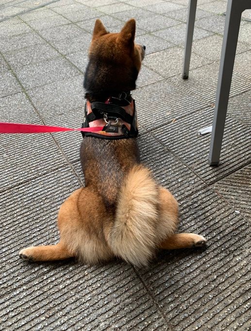 後ろ脚ペタンはお嬢ちゃんの定番スタイルです（胡麻毛の柴犬｢お嬢」さんTwitterより）
