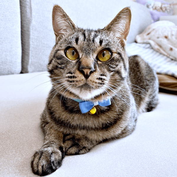 凛々しい顔つきがかっこいいふくくん（画像提供：むぎさん）