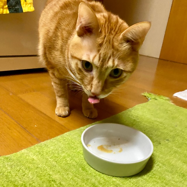 猫は幼いころに食べたものを食べものと認識すると言われているので、小さいころにいろいろ与えてみてください。