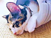 まさかの「場所」に入って爆睡する柚子ちゃん（画像提供：YSさん）