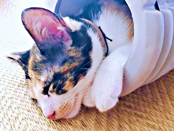 まさかの「場所」に入って爆睡する柚子ちゃん（画像提供：YSさん）