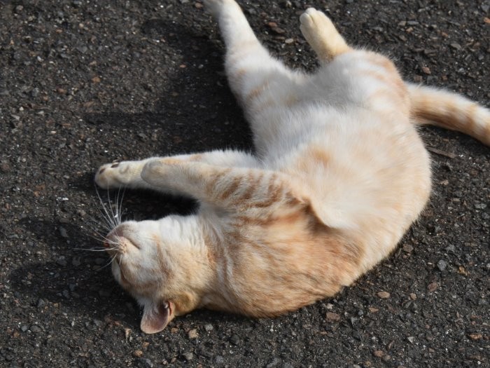 寝転がる千太郎