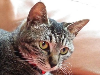 保護した直後に猫が出産！　ドーナツ屋さんの激動の１年半