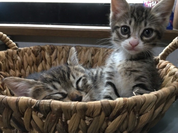 すでに家族を見つけた保護猫たち（中山さん提供）