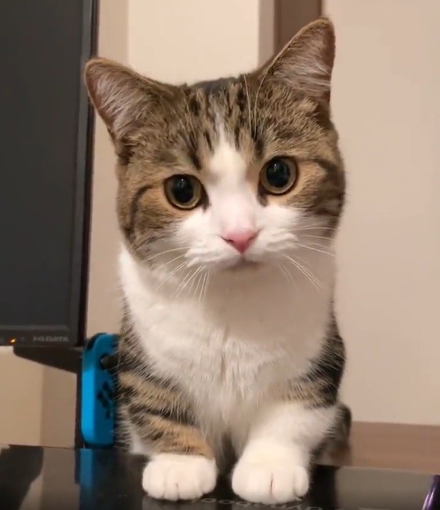 「パソコン開いちゃダメ」かまってちゃん猫が実力行使する姿が話題 「訴え方がかわいすぎ」|まいどなニュース 「パソコン開いちゃダメ」かまってちゃん猫が実力行使する姿が話題 「訴え方がかわいすぎ」|まいどなニュース