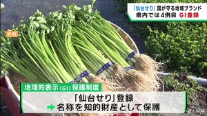 仙台せり　国が地域ブランドとして保護する地理的表示＝ＧＩに登録
