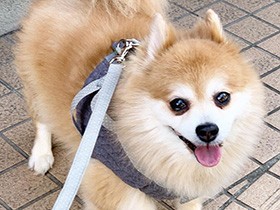 お散歩いこうよ！　お尻がかわいいポメラニアン「ボブ丸」