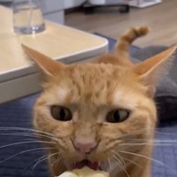 うまうま～（画像提供：むぎと人間さん ※動画よりキャプチャ、画像を一部トリミング）