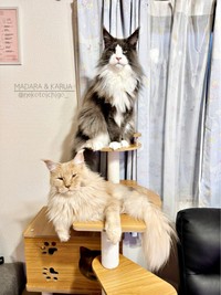 キャットタワーのてっぺんに座るマダラくん、下には同居猫の「カルア」くん（画像提供：なおさん）