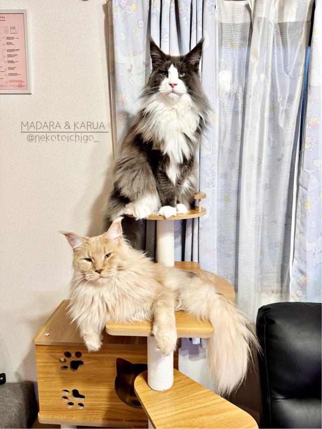 キャットタワーのてっぺんに座るマダラくん、下には同居猫の「カルア」くん（画像提供：なおさん）