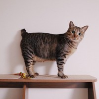 短い尻尾もご愛敬