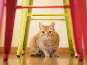 猫の多頭飼い、この子のためは自分のため　長い時間をかけてたどりついた２匹の姿