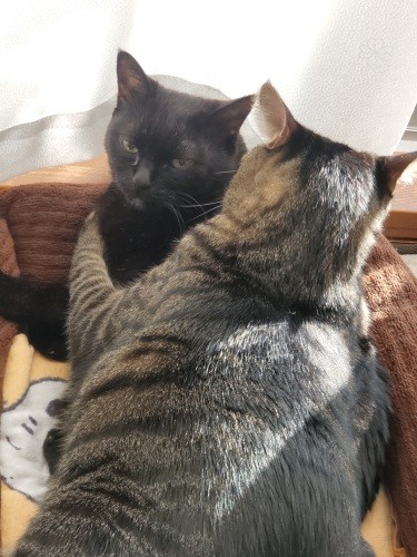 にゃあ！「重たいんですけど（ママによる翻訳）