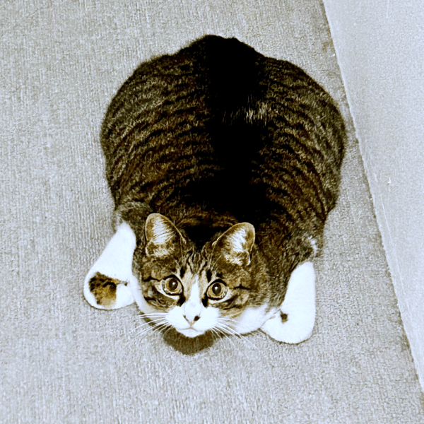 上から見るとーー前足をくの字にしてくつろぐクロエちゃん（画像提供：真顔のクロエさん）