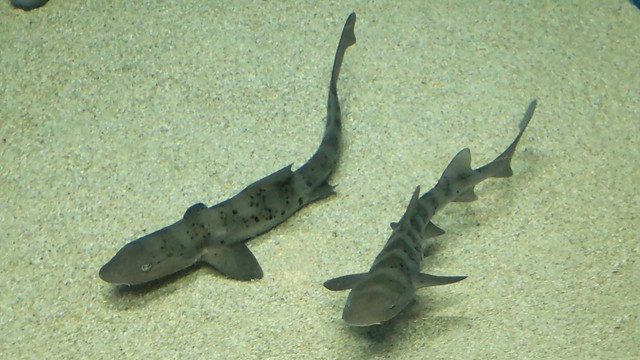 サメ肌ザラり！触って学ぶサメとエイ　玉野市の渋川マリン水族館でワークショップ　3月の毎週日曜日