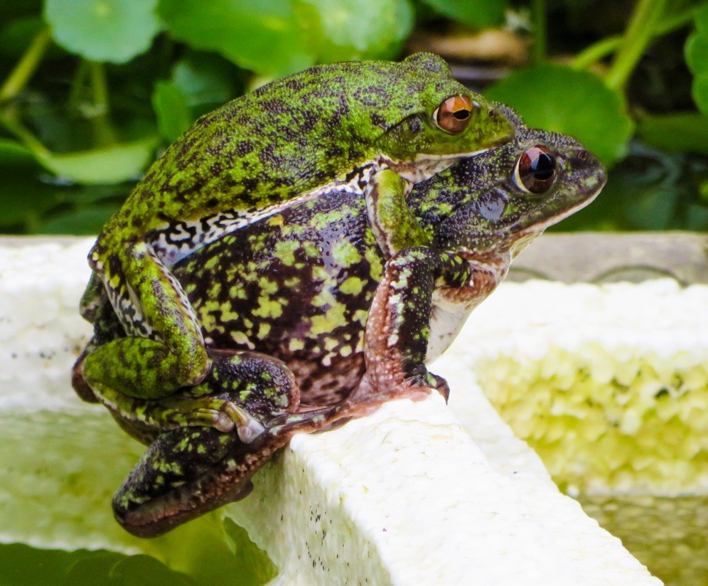 カエル♡ 恵比寿天(クランウェルツノガエルver.) - かずたそカンパニー | minne