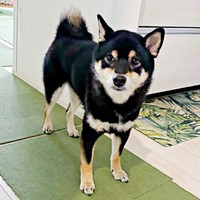 兄犬の信濃くんが大好きな伊織くん（画像提供：まさかずさん）