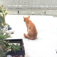 発見時のちゃあさん。周囲を警戒しているのがわかります（画像提供：床さん）