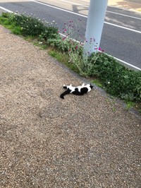 動物病院のスタッフが出勤したら、猫が国道側の歩道に出て倒れていたという（浅井院長提供）