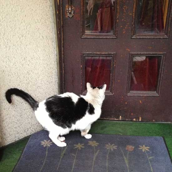 喫茶店のマスターや近所のひとにごはんをもらっていましたが（増田さん提供）