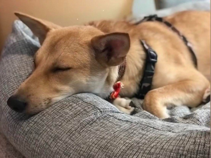 数ヶ月ゲージから出てこなかったのに、出てきたとたんリラックスできたハナちゃん
