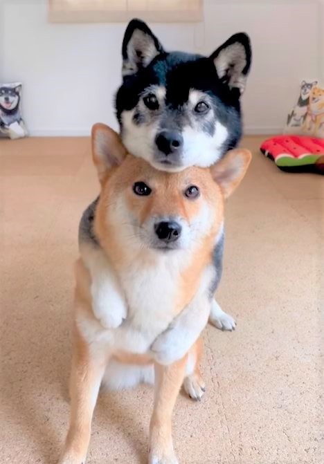みくちゃんが後ろから、りなちゃんをギュッとバックハグ！（提供：柴犬みくりな）