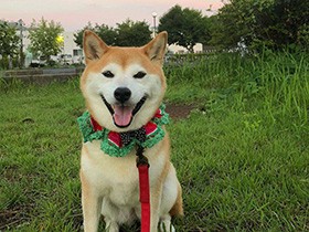 たくさん遊んで大満足　みんなを笑顔にする柴犬の「こゆき」