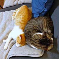 先住猫のまめたろくんにぴったりとくっ付いて眠るチョロすけくん（画像提供：まめたろさん）