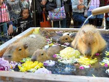 あったかお風呂でカピバラ、湯ったり　須坂市動物園