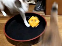 楽しそうなくーちゃんを見て乱入してきたなっちゃん（画像提供：海老沼みなみさん）