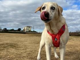 目が見えなくなっても、レトリーブ遊びが大好き！　ラブラドール・レトリバー「ベル」