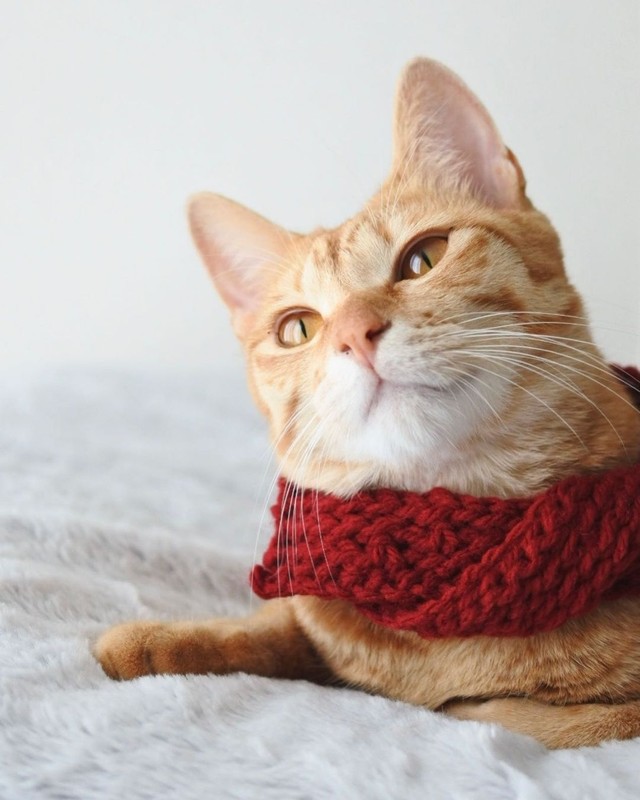 寒くなってきたにゃ、お布団に入って寝るにゃ