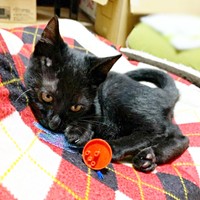 飼い主さんと初めて会ったときのアサトくん（画像提供：ゆきのさん）
