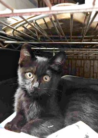 生後2カ月のYoちゃん。エアコンの室外機下に隠れながら過ごしていました（画像提供：黒猫Yoちゃん（3にゃん）さん）