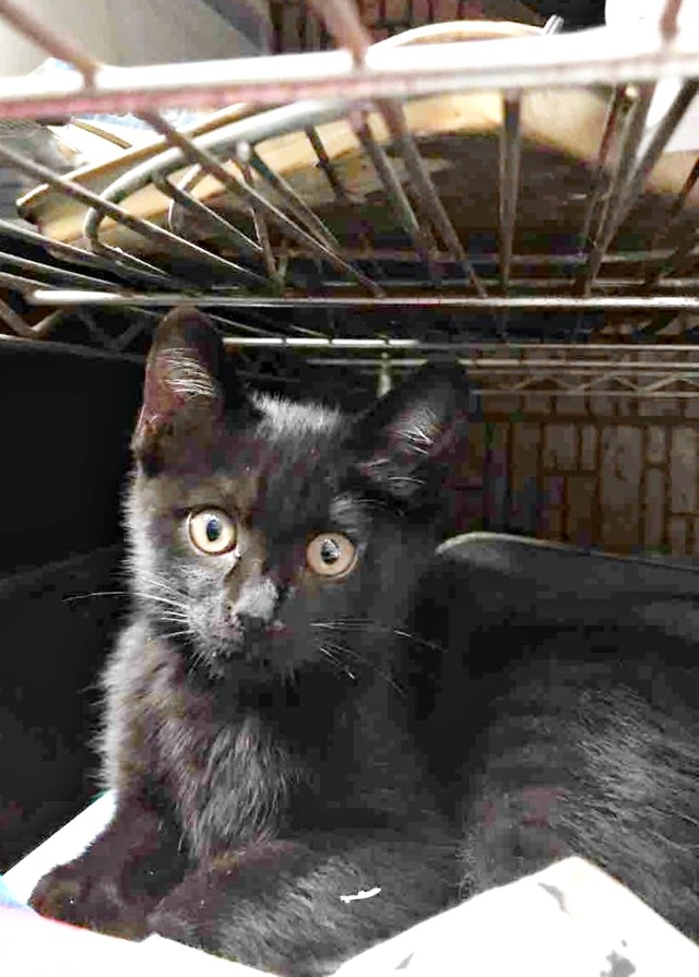 生後2カ月のYoちゃん。エアコンの室外機下に隠れながら過ごしていました（画像提供：黒猫Yoちゃん（3にゃん）さん）