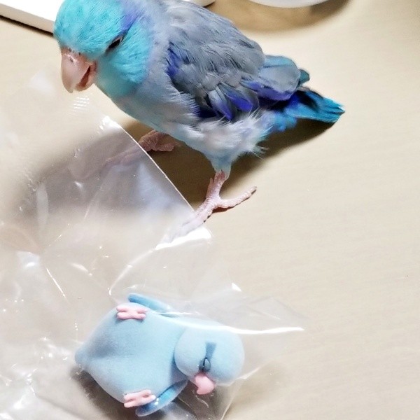 フィギュアと初対面を果たしたルゥくん。「出してあげて！」とそわそわ（画像提供：saekoさん）