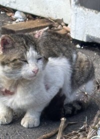 愛媛県今治市内で刃物のようなもので切られる猫が相次いだという（タノビケルトさん提供）