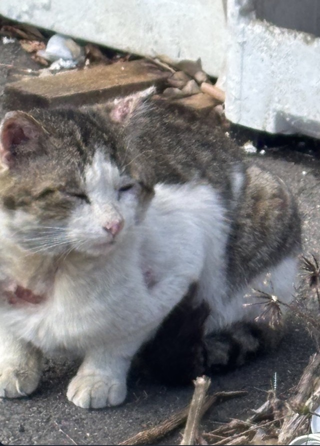 愛媛県今治市内で刃物のようなもので切られる猫が相次いだという（タノビケルトさん提供）