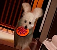耳をブンブンさせながら嬉しそうに走り回るティア。いつまでも幸せにね！