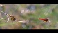 ハッチョウトンボ　雌(左)雄(右)　提供：総社市