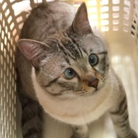 洗濯カゴってなんだか落ち着くにゃ