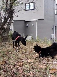 ビビってしまうかげとらくん（「黒柴かげとら」さん提供）