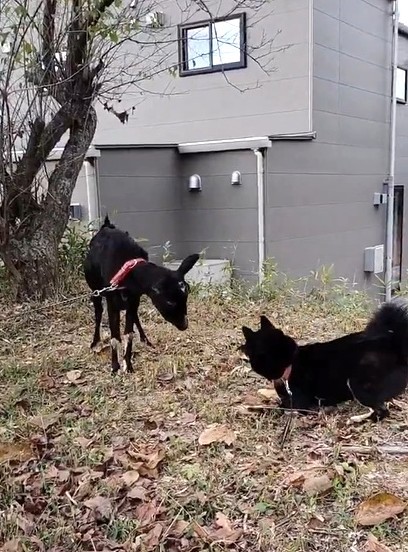 ビビってしまうかげとらくん（「黒柴かげとら」さん提供）